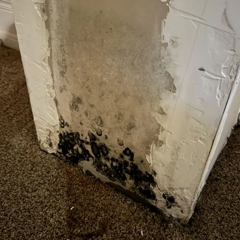 Professional Mold Removal in Collegedale, TN